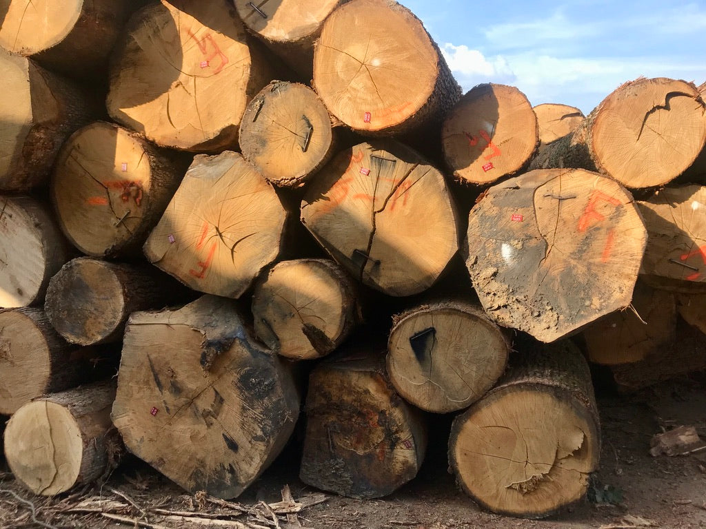 Celebrating B Corp Month