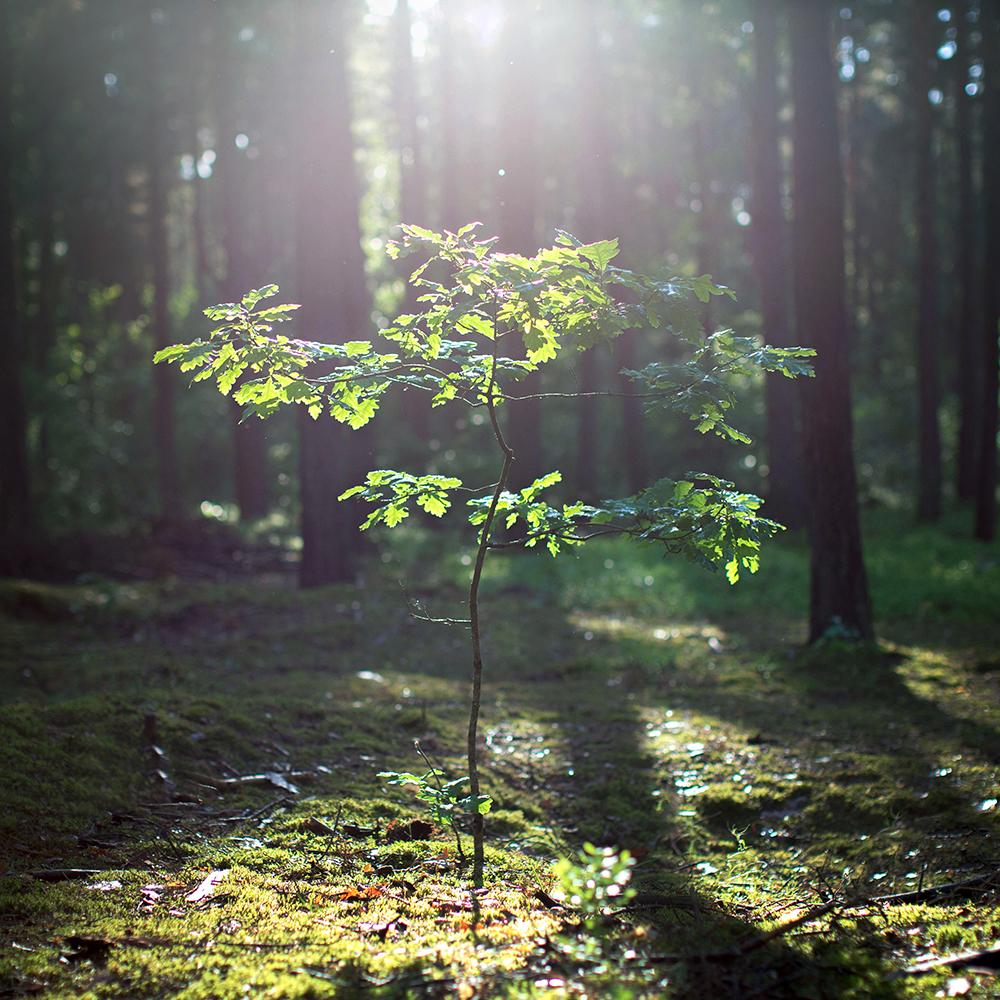 How we care for the earth